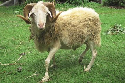 Kambing Etawa Betina